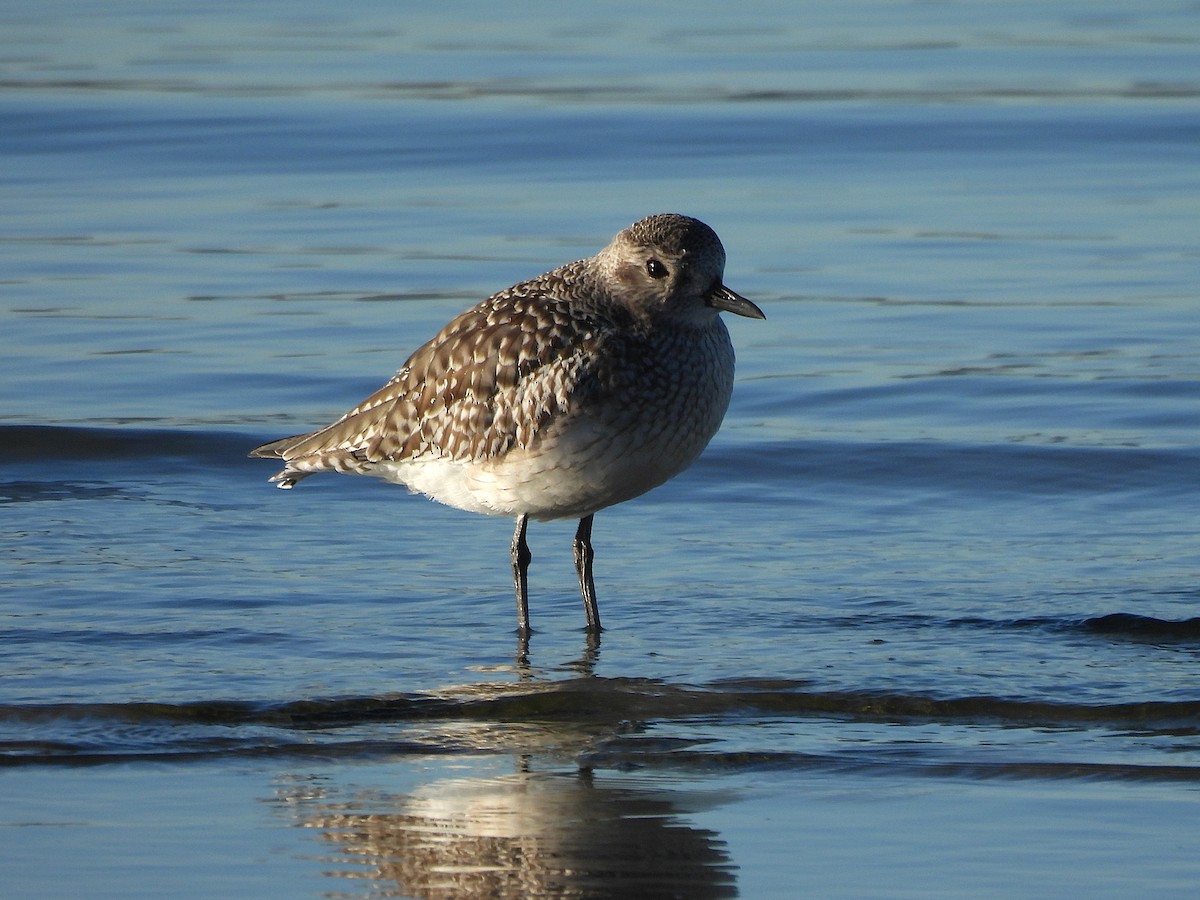 Black-bellied Plover - ML646655904