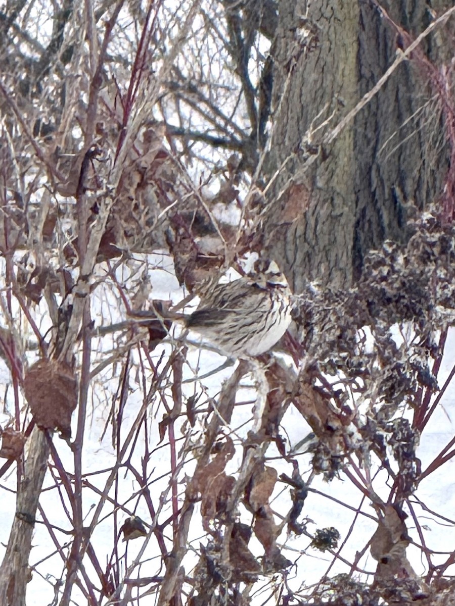 Пасовка співоча - ML646655907