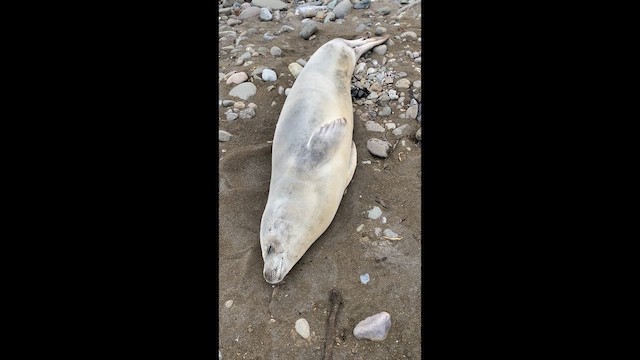 Mammals - ML646655911