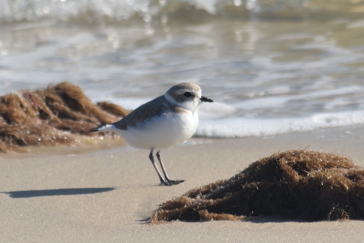 Snowy Plover - ML646655912