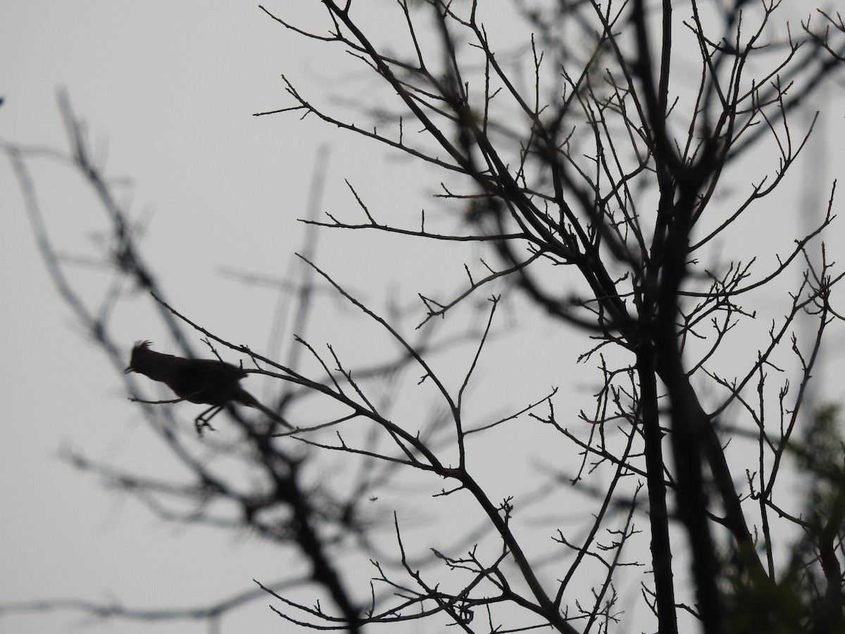 topptapakulo - ML646655913