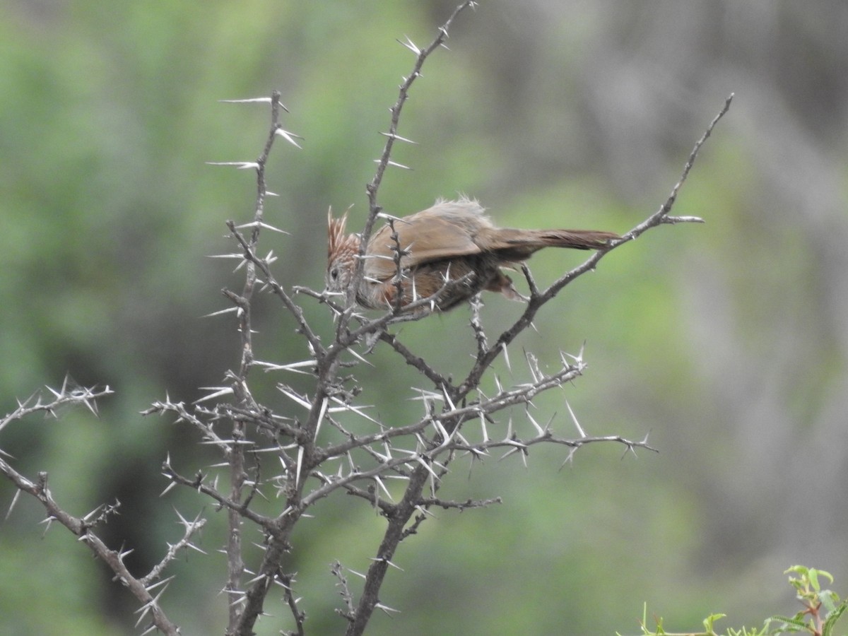 topptapakulo - ML646655914