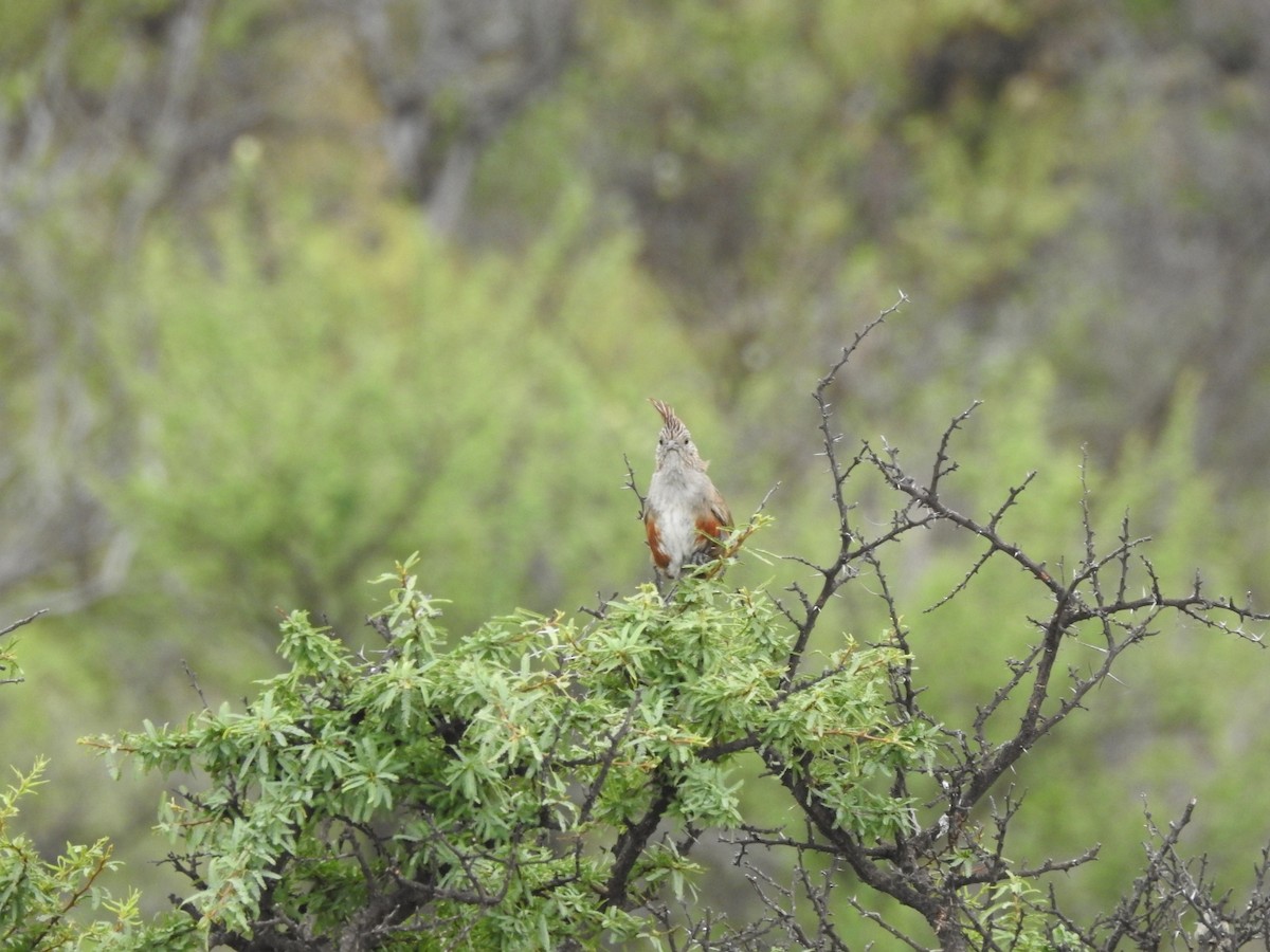 topptapakulo - ML646655915