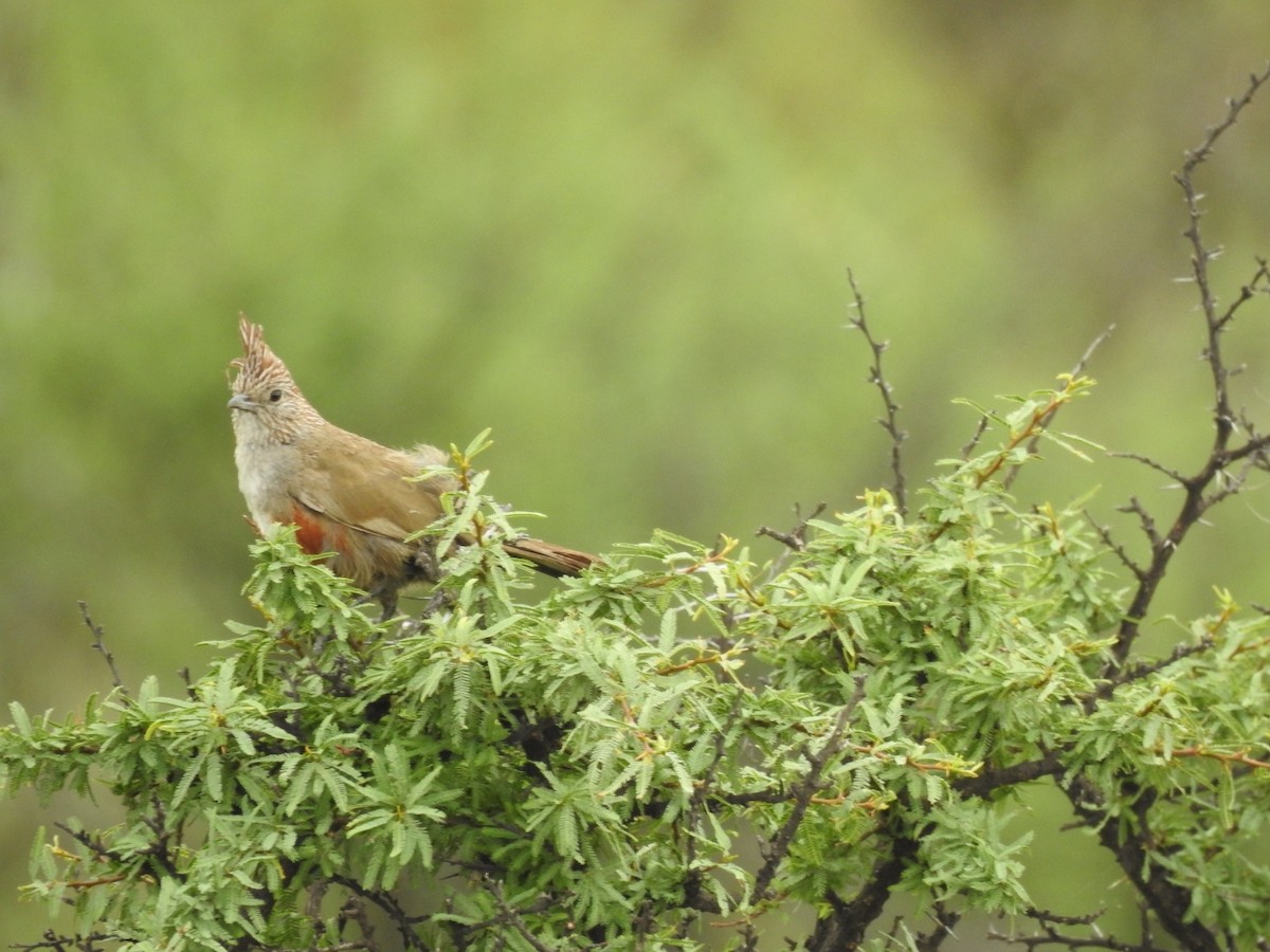 topptapakulo - ML646655916