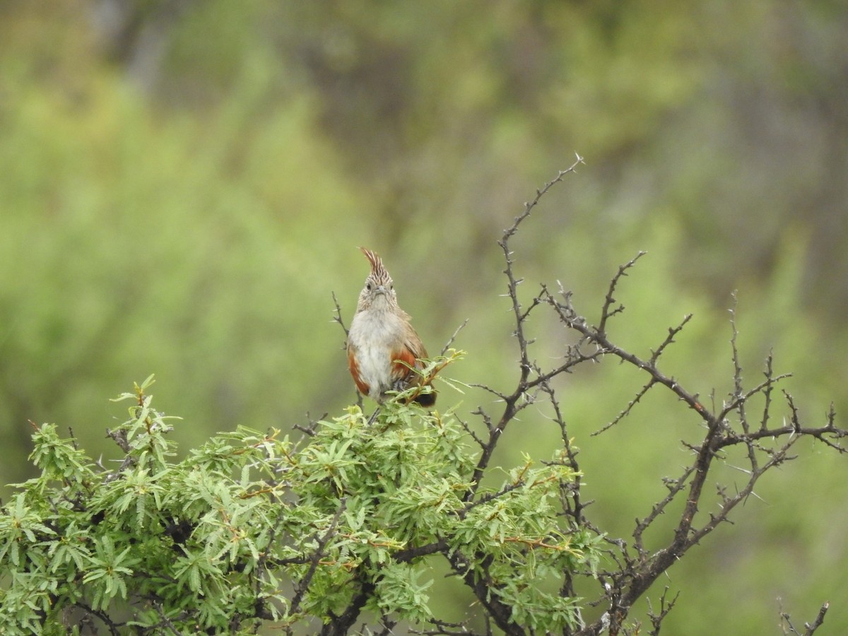 topptapakulo - ML646655917