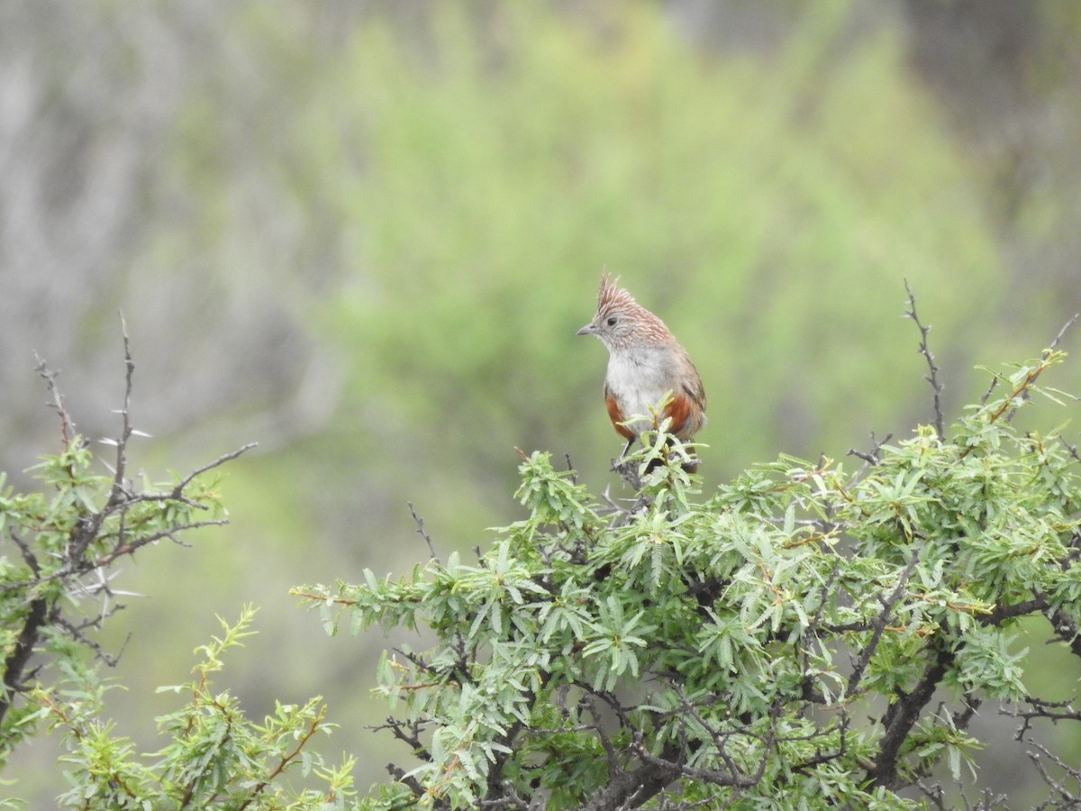 topptapakulo - ML646655918