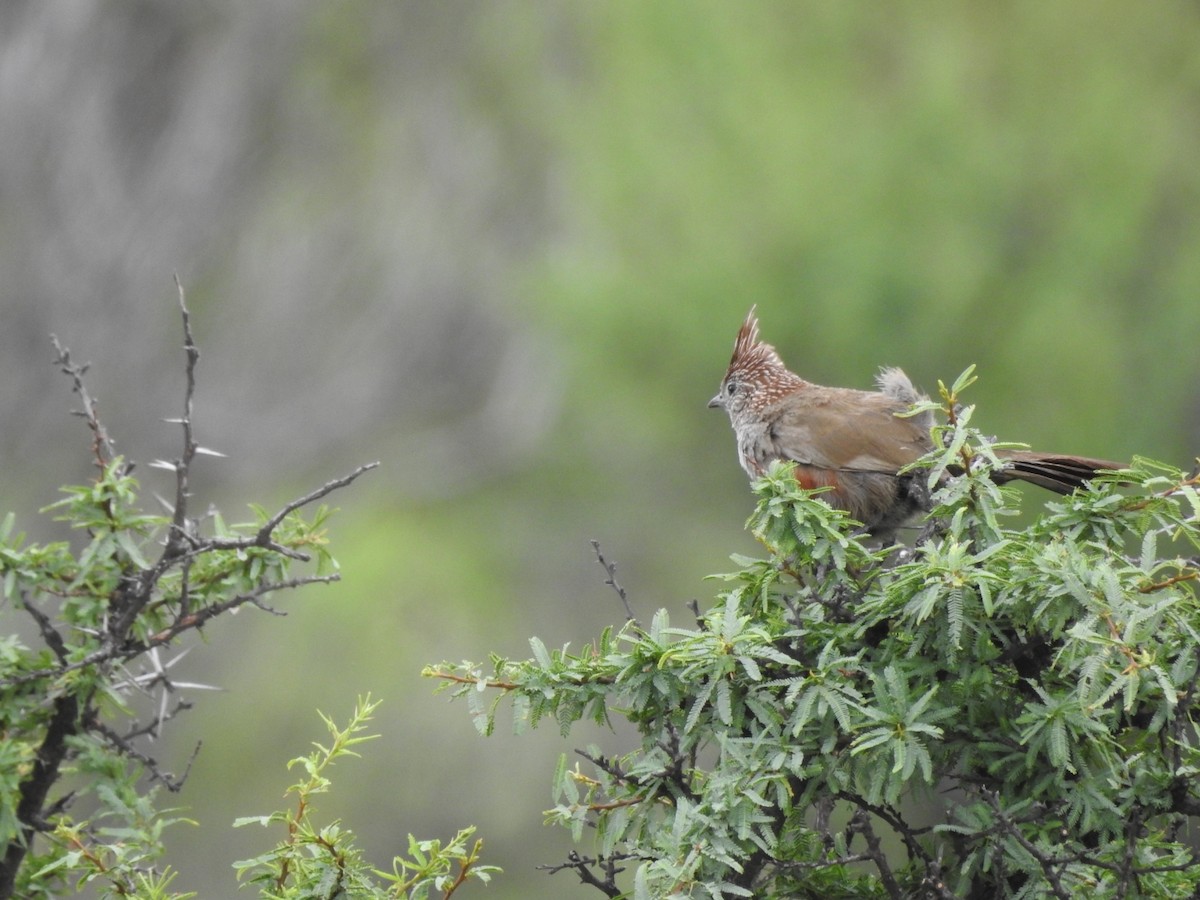 topptapakulo - ML646655919