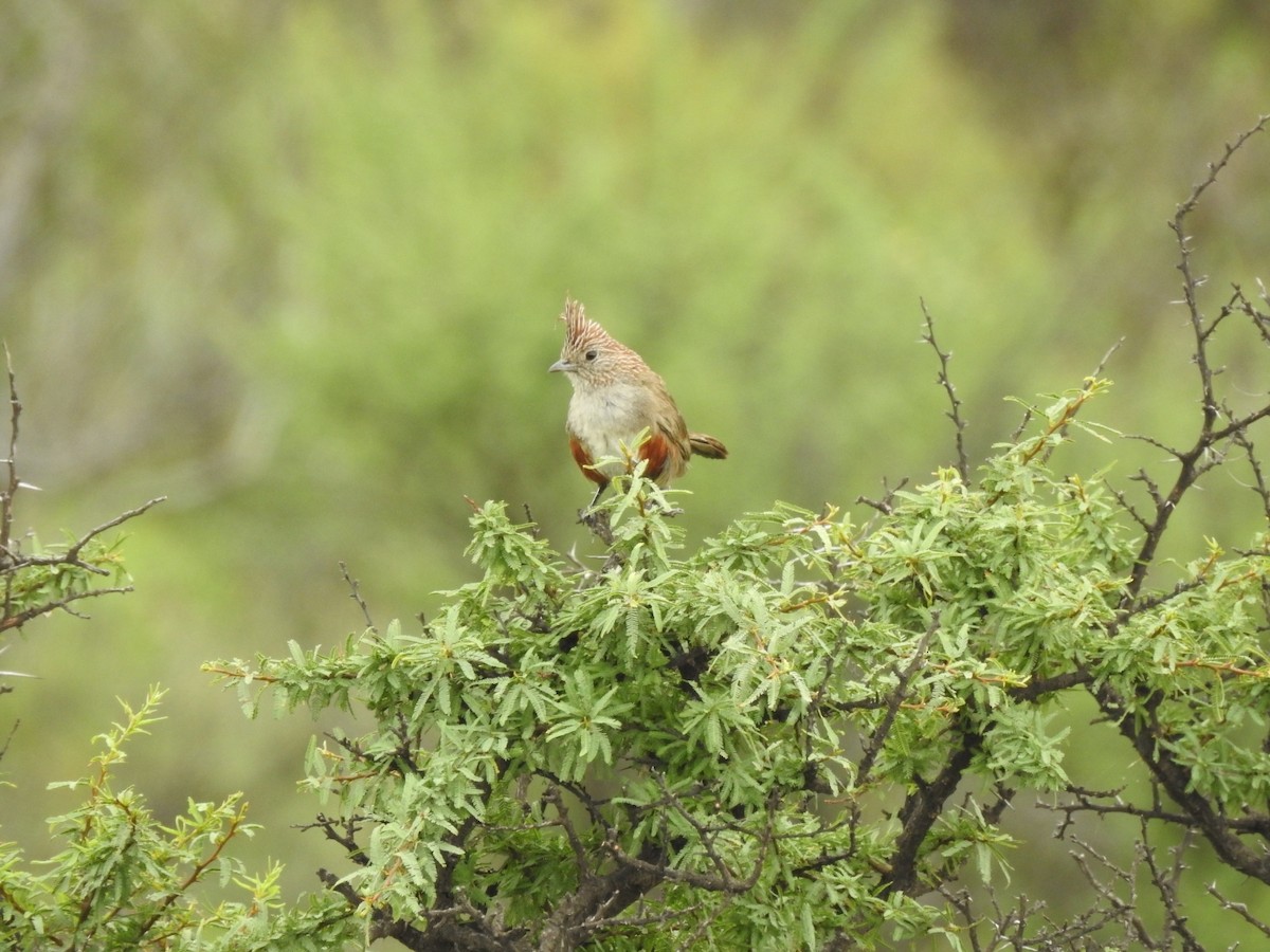 topptapakulo - ML646655920