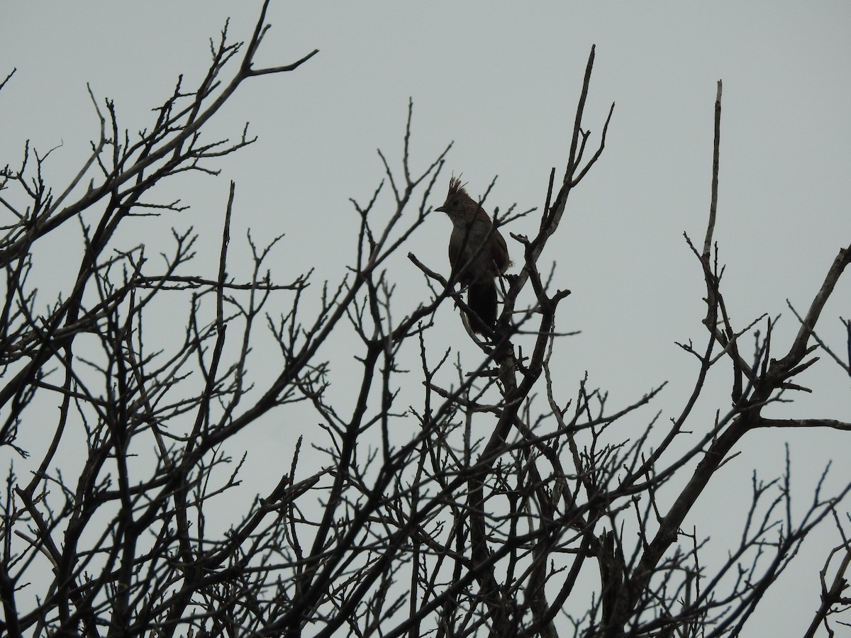 topptapakulo - ML646655921