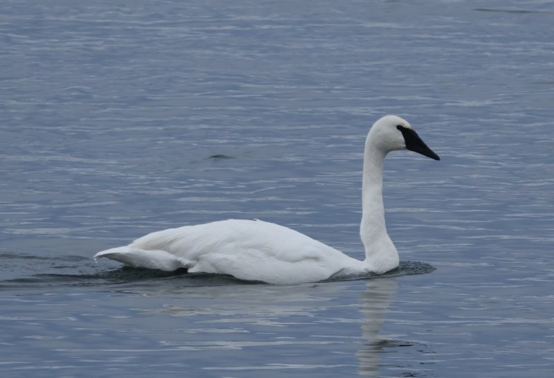 Trumpeter Swan - ML646655922