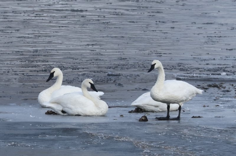 Trumpeter Swan - ML646655923