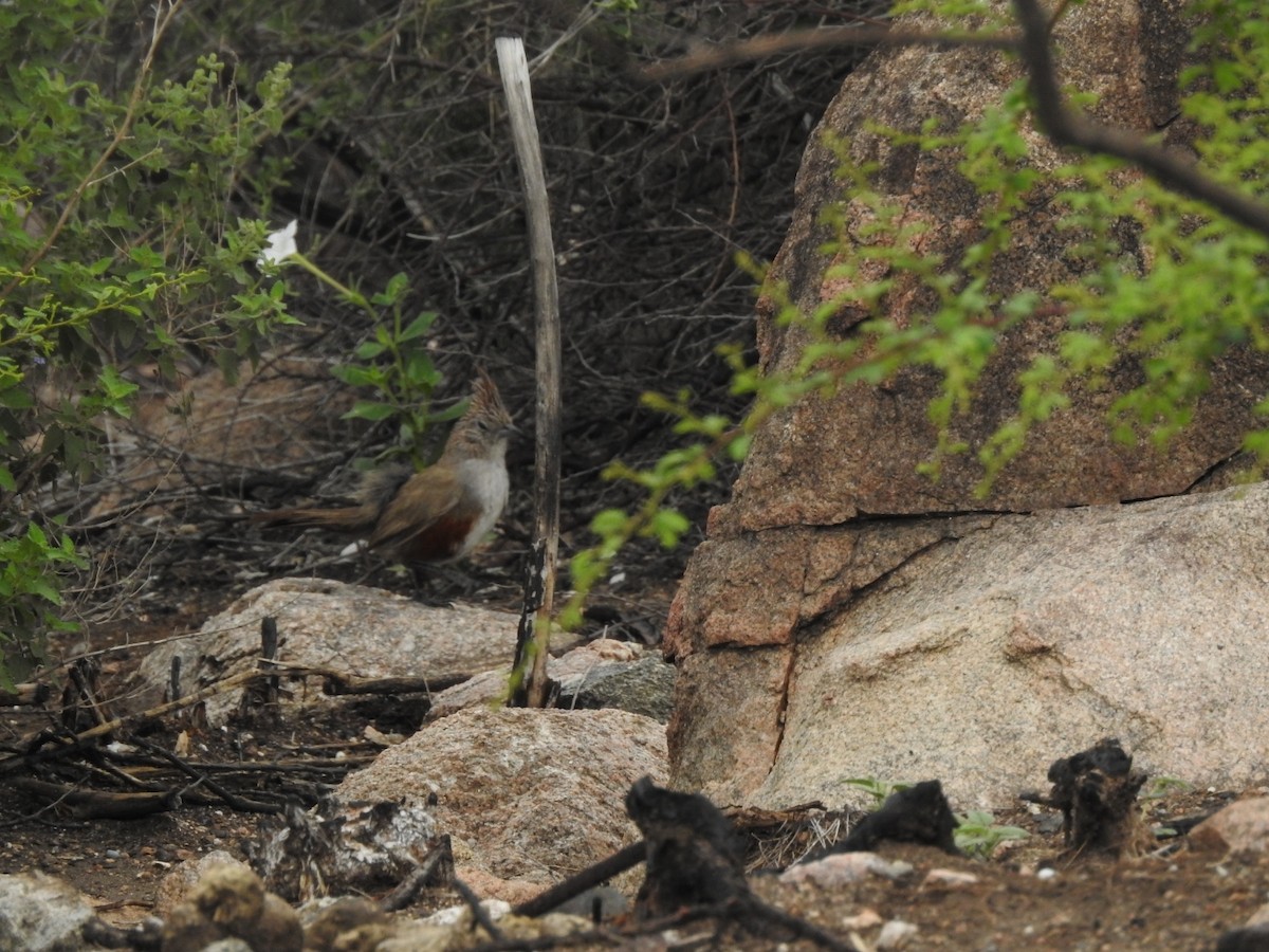 topptapakulo - ML646655924