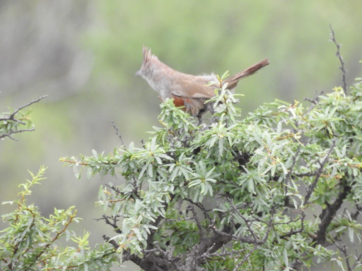 topptapakulo - ML646655925