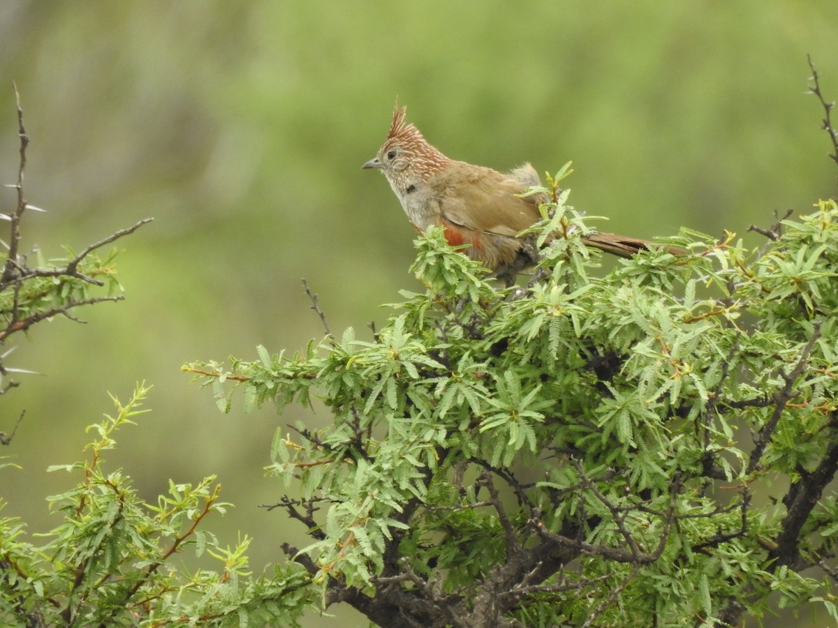 topptapakulo - ML646655926