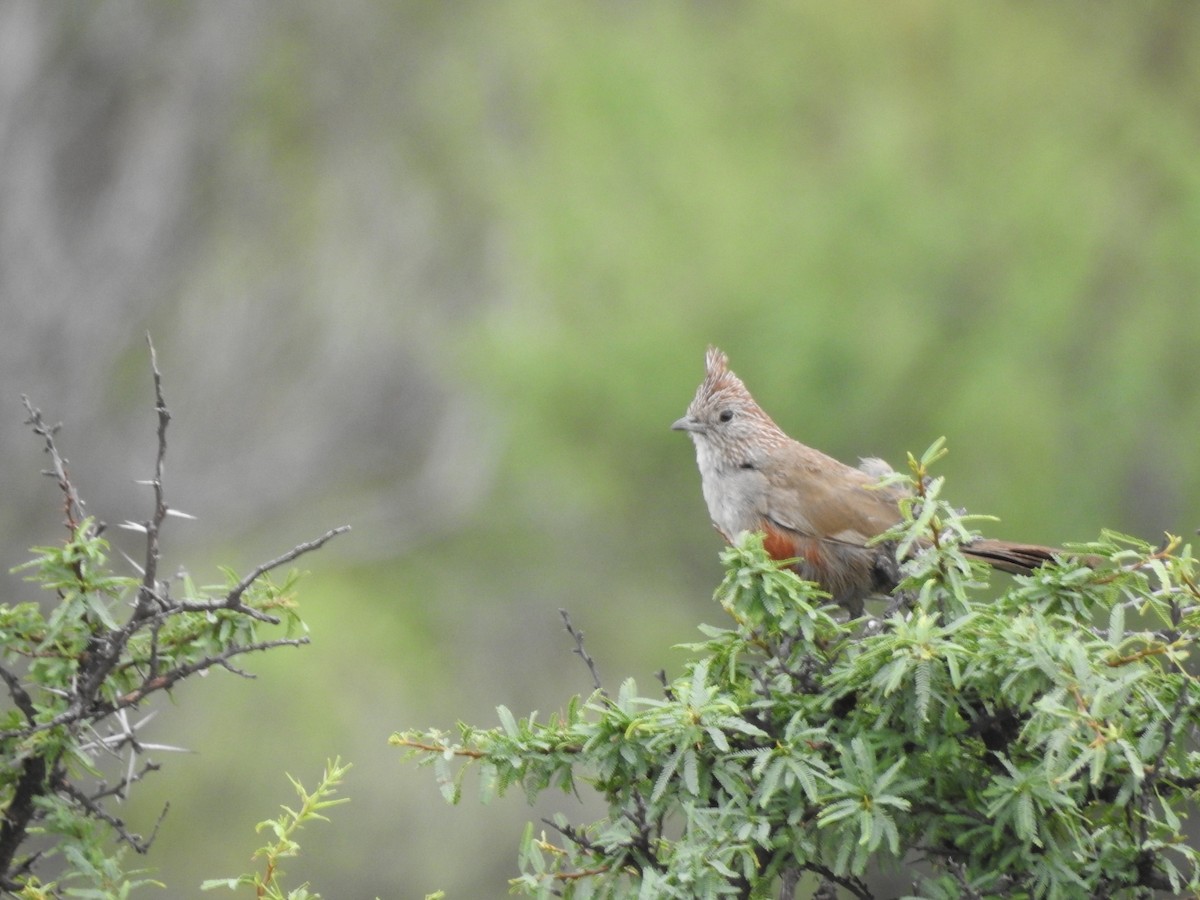 topptapakulo - ML646655927