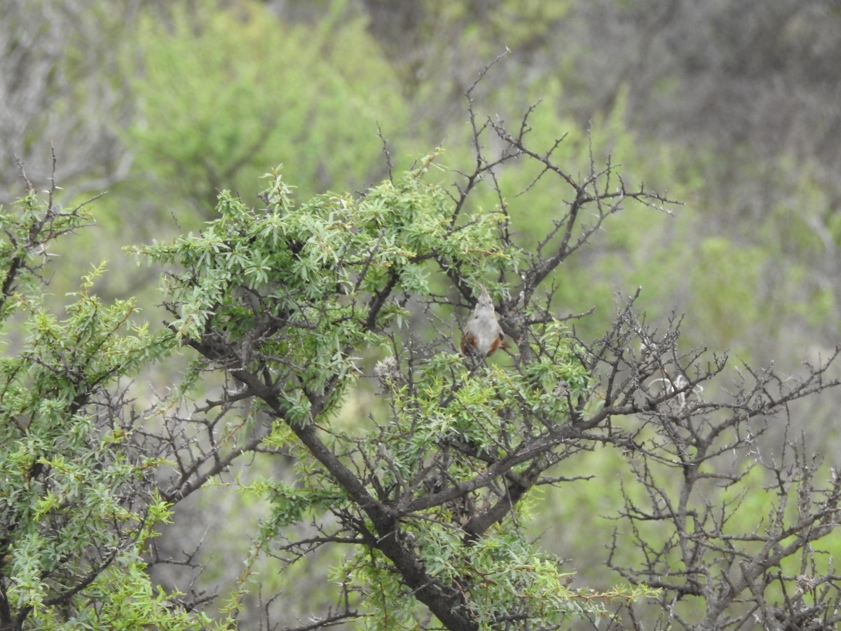 topptapakulo - ML646655928