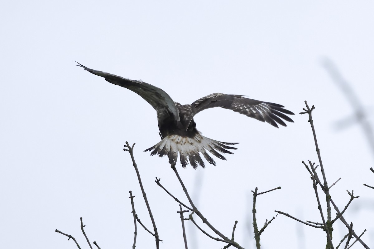 Rough-legged Hawk - ML646655935