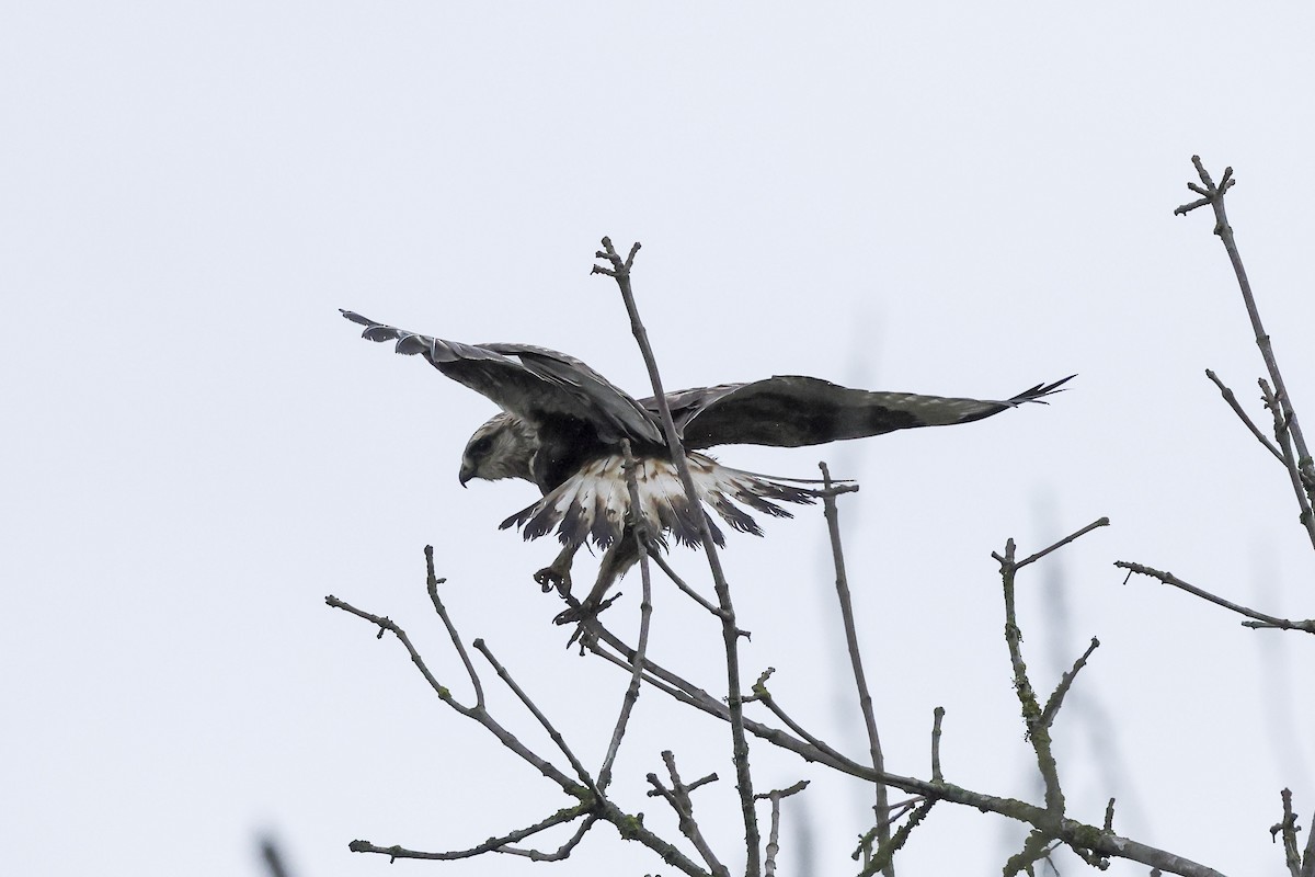Rough-legged Hawk - ML646655936