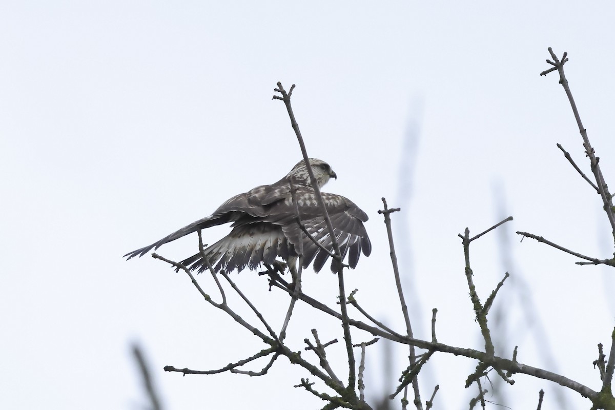 Rough-legged Hawk - ML646655937