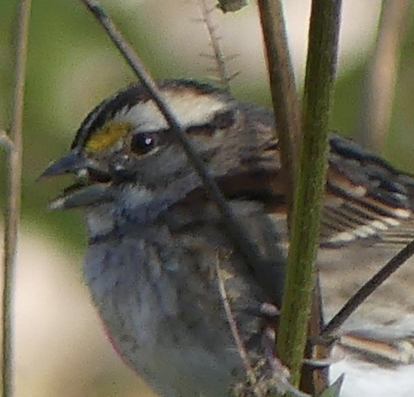 White-throated Sparrow - ML646655939