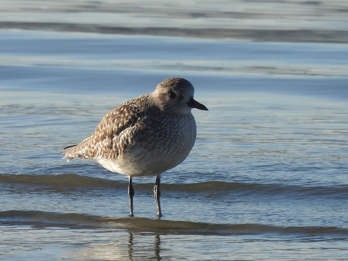 Black-bellied Plover - ML646655946