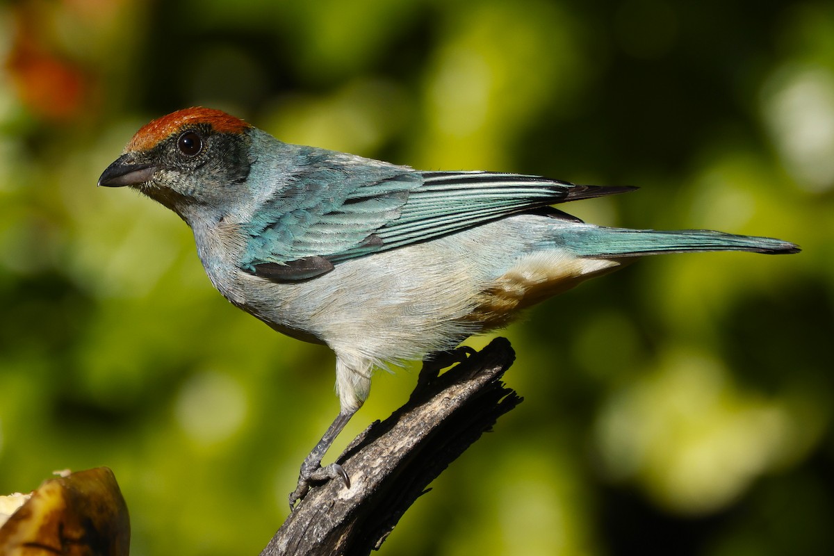 Scrub Tanager - ML646655948