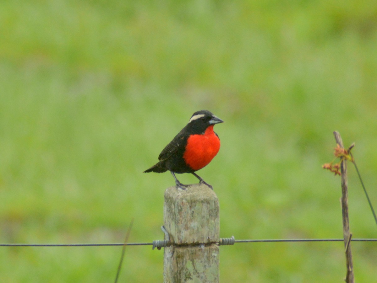 White-browed Meadowlark - ML646655949