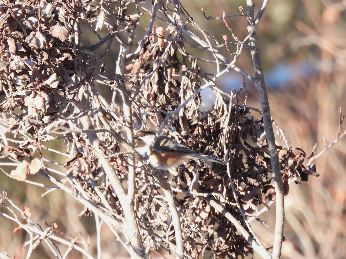 Boreal Chickadee - ML646655951