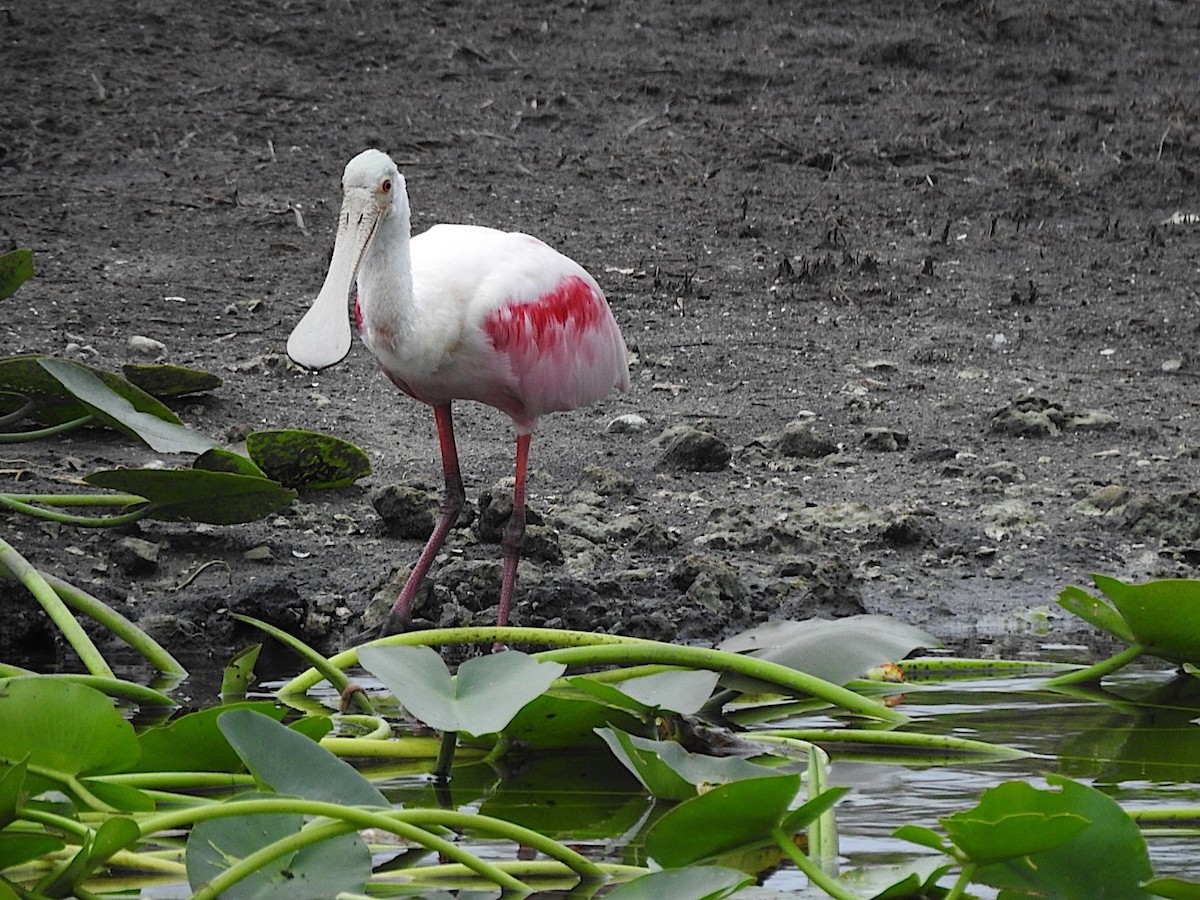Roseate Spoonbill - ML646655958