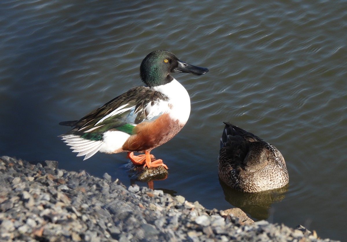 Northern Shoveler - ML646655961
