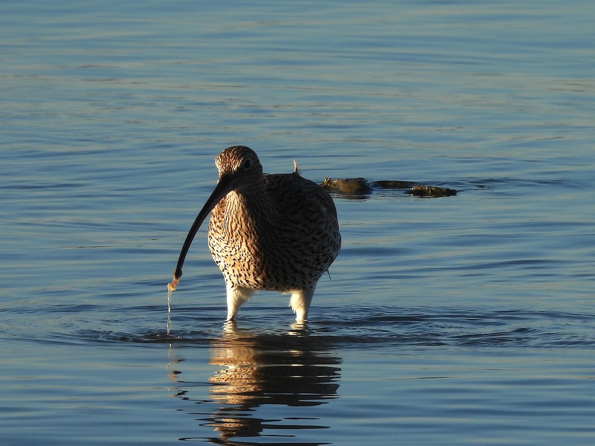 Eurasian Curlew - ML646655964