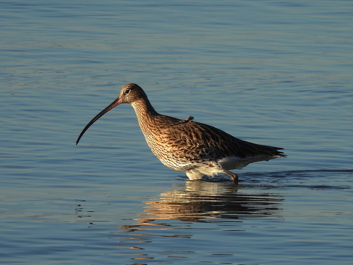 Eurasian Curlew - ML646655965
