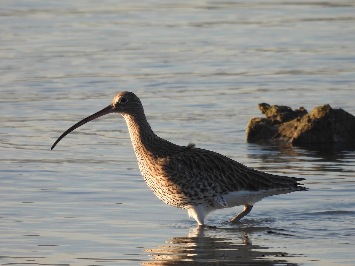 Eurasian Curlew - ML646655966