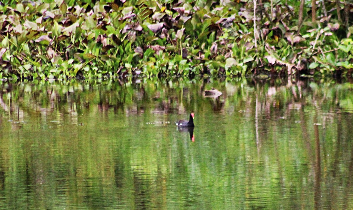 Amerika Sutavuğu - ML646655971