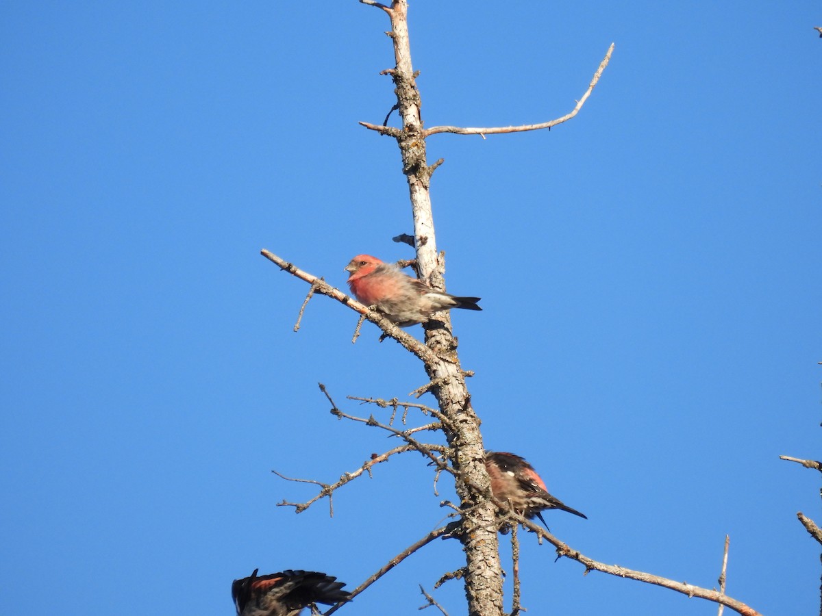 Шишкар білокрилий - ML646655975