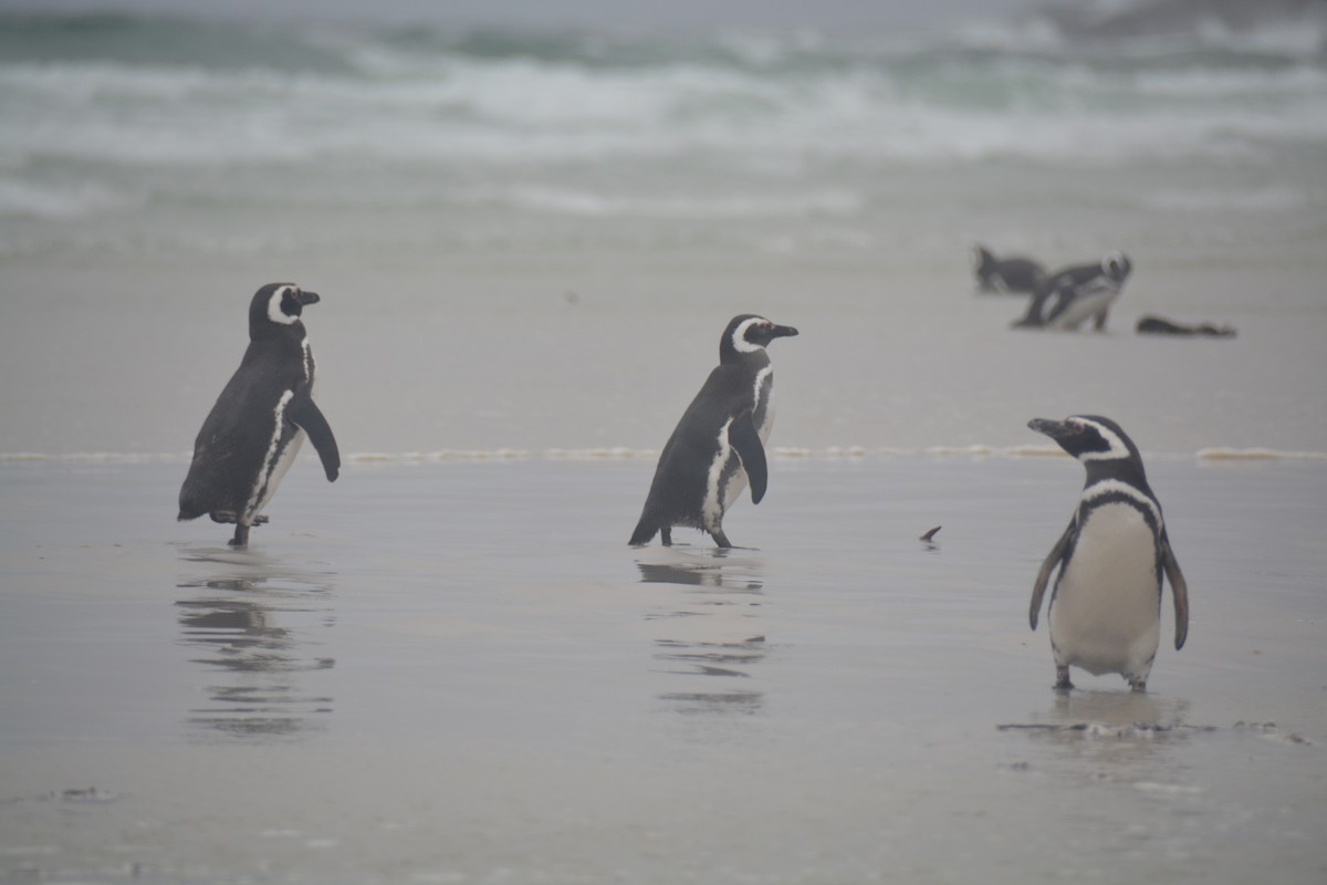 Magellanpinguin - ML646655977