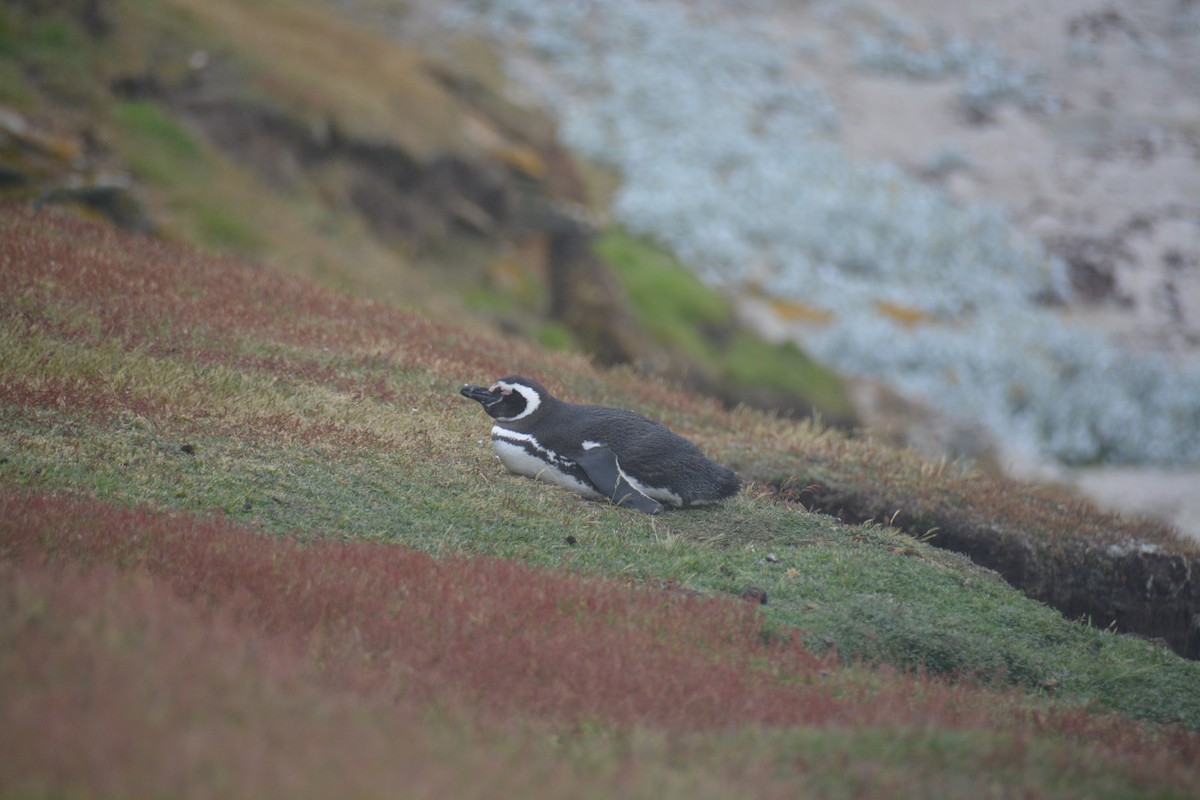 Magellanpinguin - ML646655978