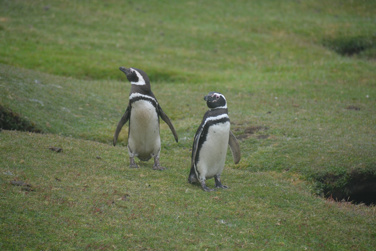 Magellanpinguin - ML646655979