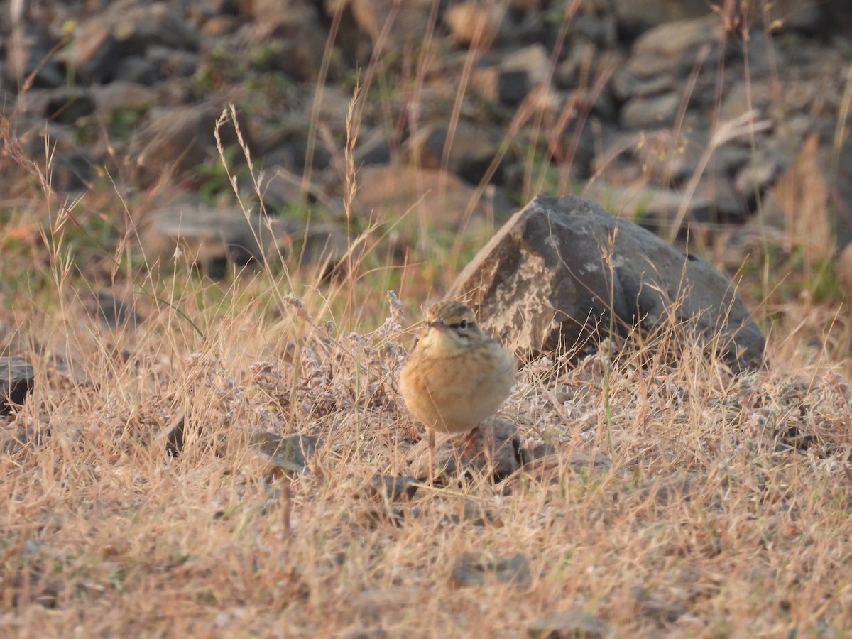 Pipit rousseline - ML646655980