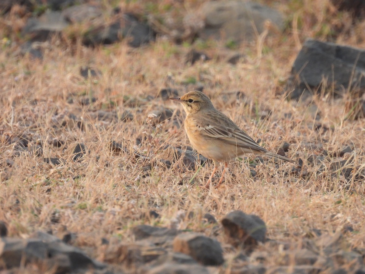 Pipit rousseline - ML646655981