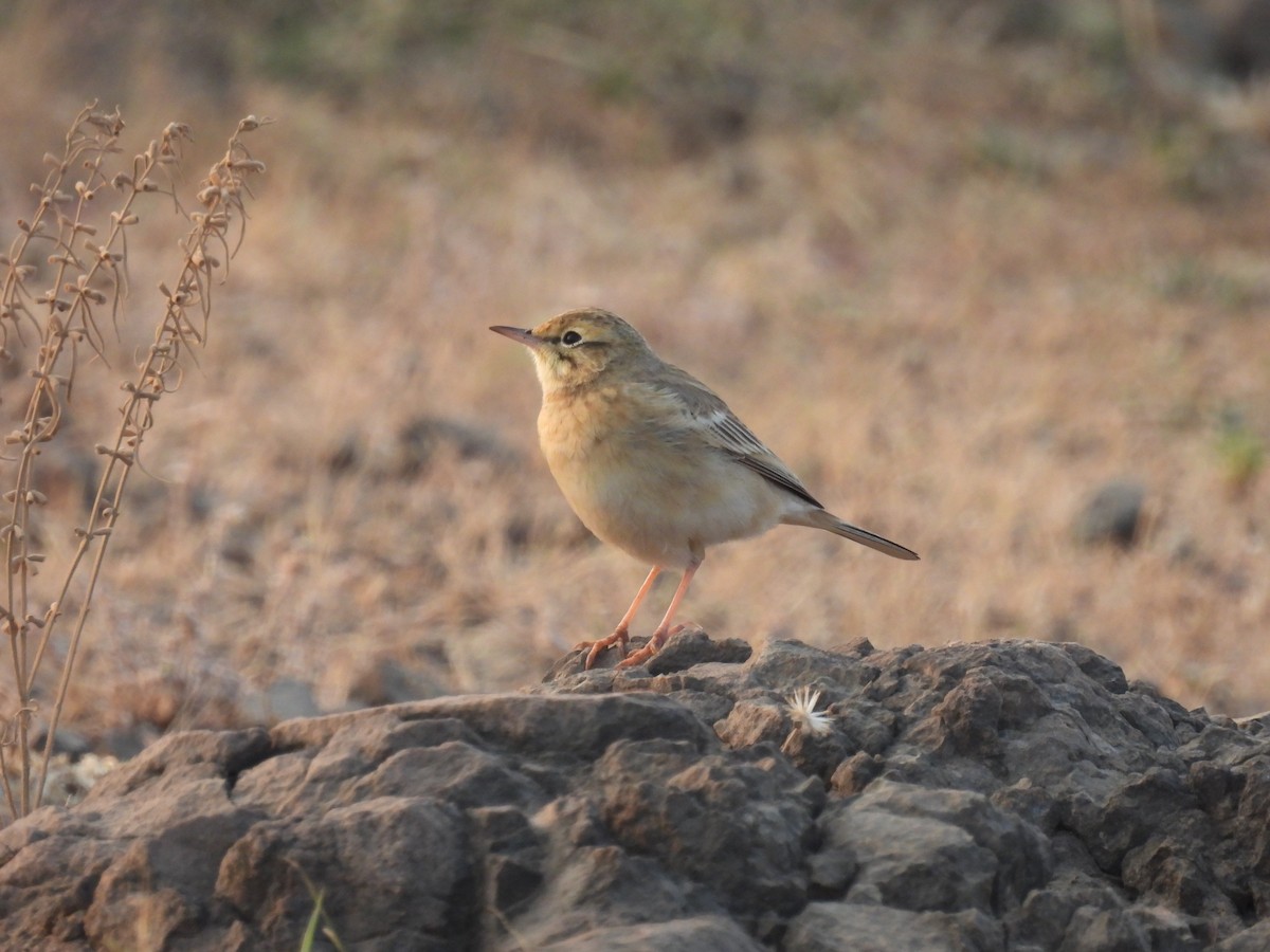 Pipit rousseline - ML646655982