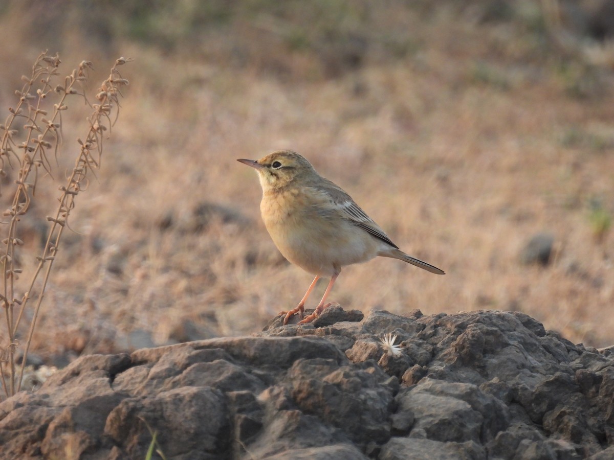 Pipit rousseline - ML646655983