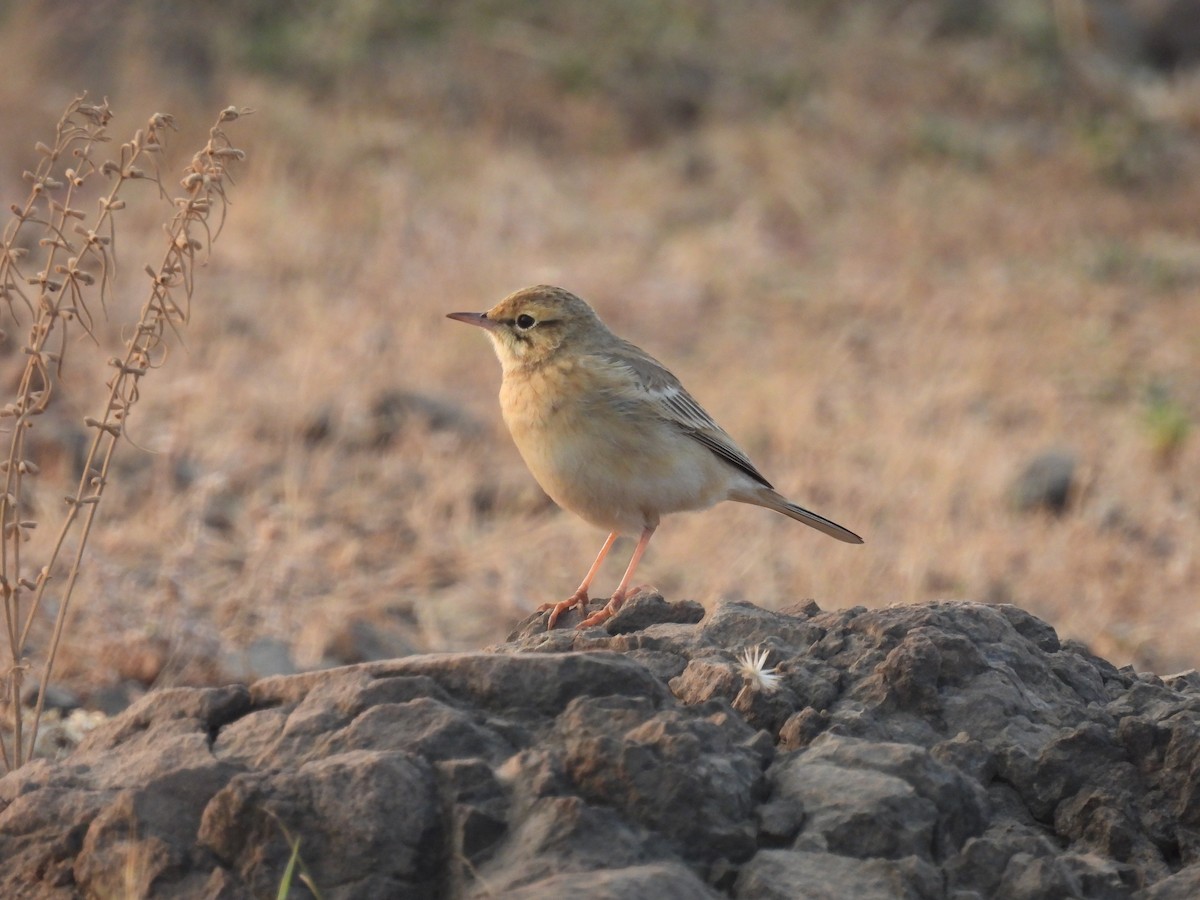 Pipit rousseline - ML646655984