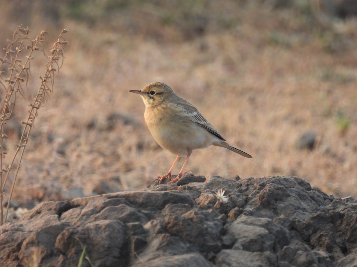 Pipit rousseline - ML646655986