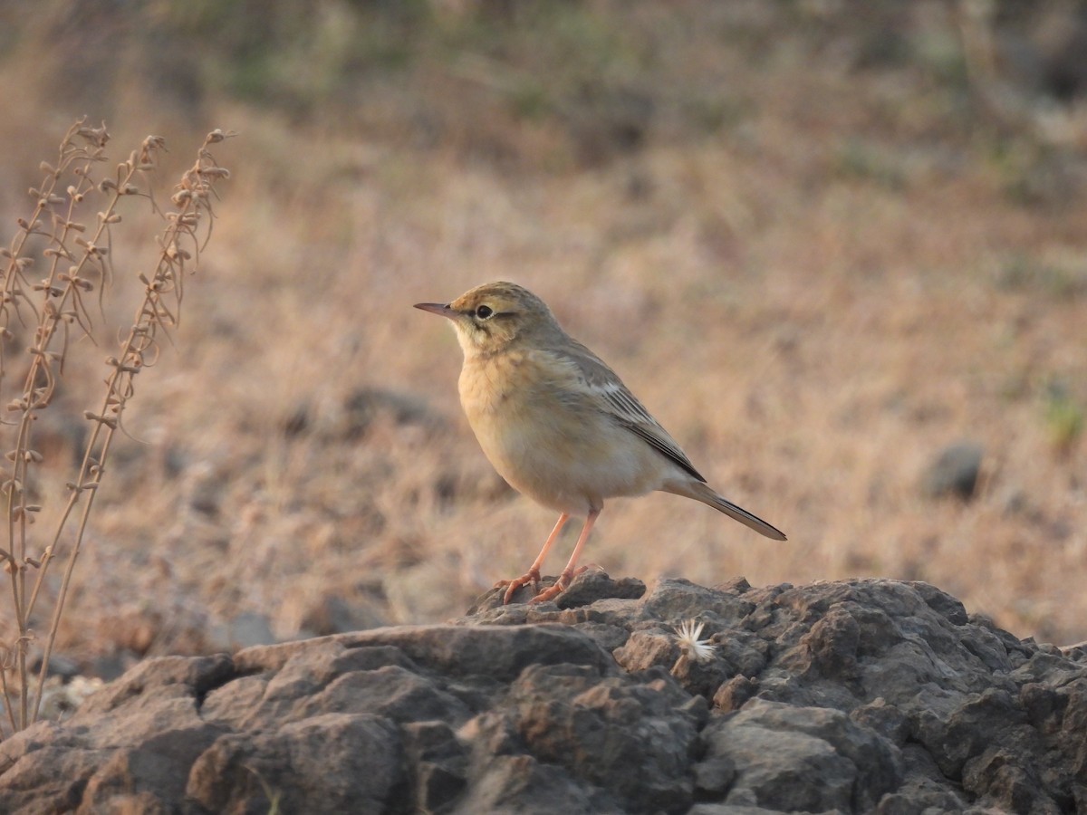 Pipit rousseline - ML646655987