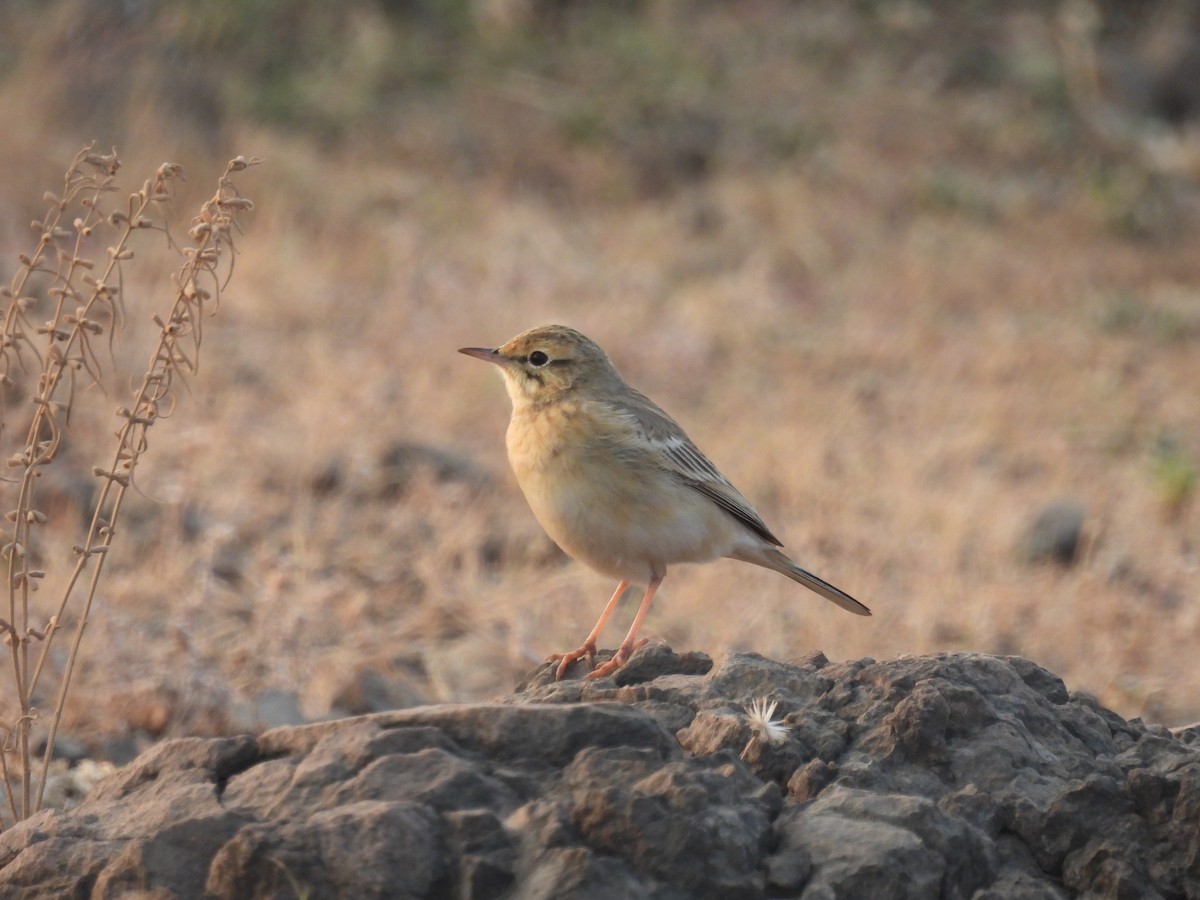 Pipit rousseline - ML646655988