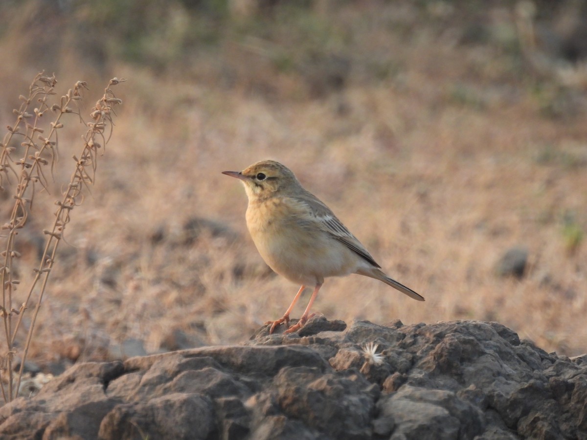 Pipit rousseline - ML646655989