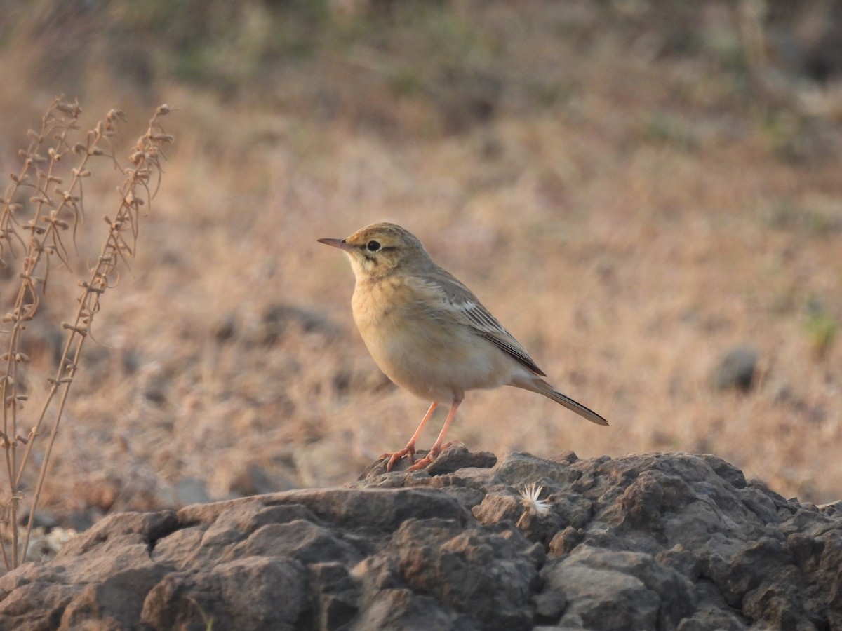 Pipit rousseline - ML646655992