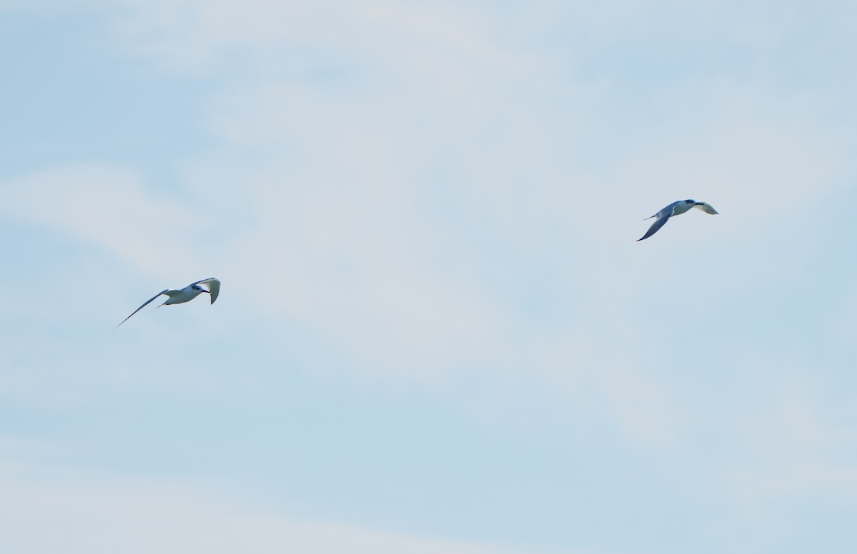 שחפית שחורת-מקור - ML646655998