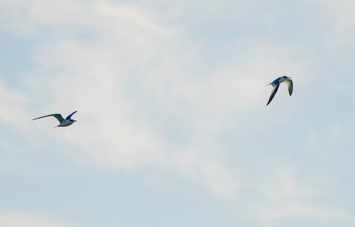 שחפית שחורת-מקור - ML646655999